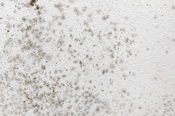 Best Residential Mold Inspection & Testing  in Brices Creek, NC